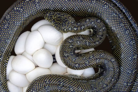 Téléchargez les photos : Australian Diamond Python pondre des œufs - en image libre de droit