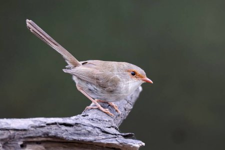 Photo for Female Australian Superb Fairy Wren perched - Royalty Free Image