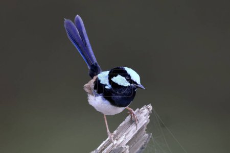 Photo for Male Australian Superb Fairy Wren perched - Royalty Free Image