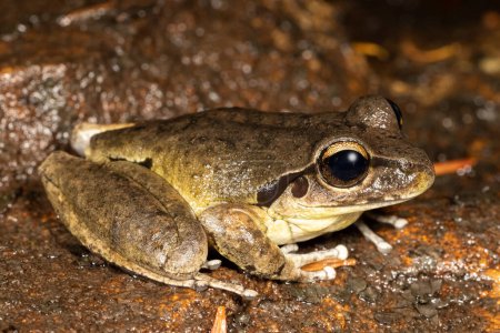 Foto de Male Lesueur's Frog resting on sandstone creek bed - Imagen libre de derechos