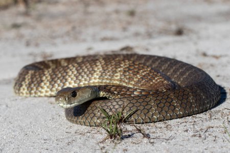 Foto de Australian Eastern Tiger Snake in curled up position - Imagen libre de derechos