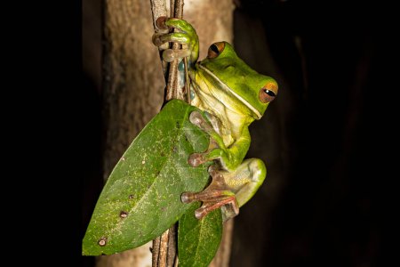 Foto de Australian White-lipped Tree Frog clinging onto vine - Imagen libre de derechos