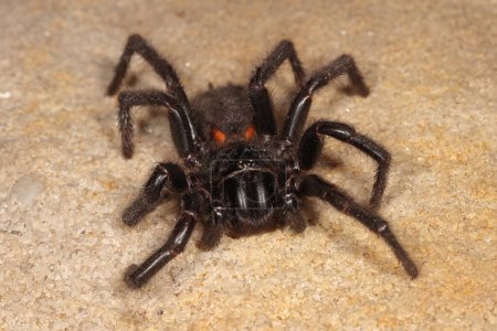 Foto de Highly venomous Sydney Funnel Web Spider - Imagen libre de derechos