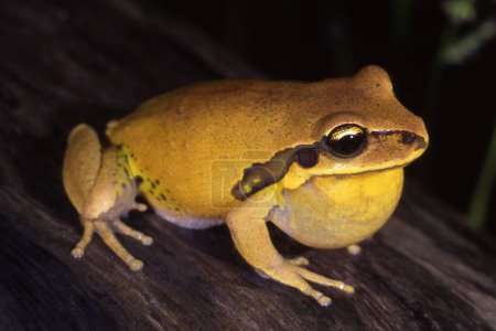 Foto de Australian Male Green-thighed Frog calling - Imagen libre de derechos