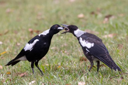 Photo for Australian Magpie feeding fledgling chick - Royalty Free Image