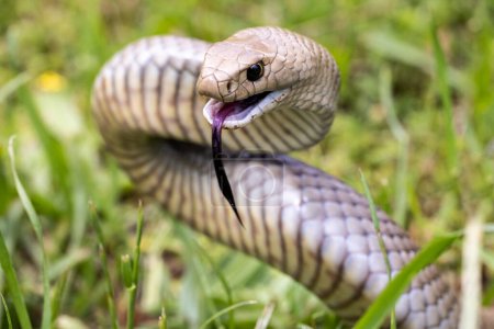 Serpiente marrón oriental altamente venenosa