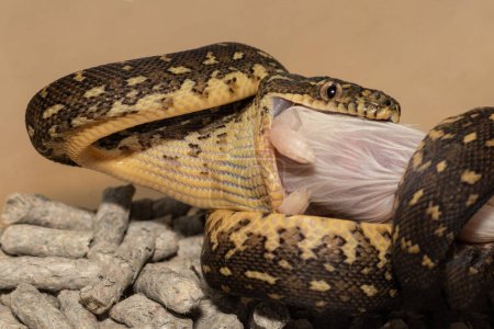 Téléchargez les photos : Éclosion australien diamant python prise première alimentation - en image libre de droit
