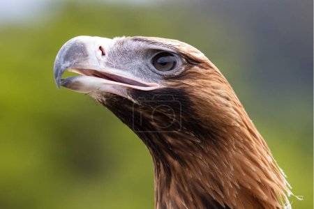Téléchargez les photos : Gros plan de l'aigle à queue compensée australien - en image libre de droit