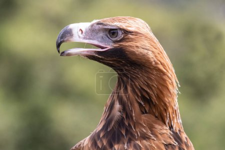 Téléchargez les photos : Gros plan de l'aigle à queue compensée australien - en image libre de droit