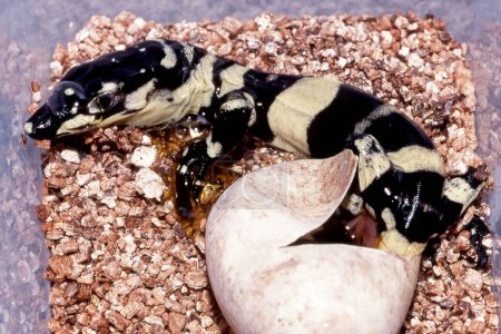 Australian Lace Monitor hatching from egg