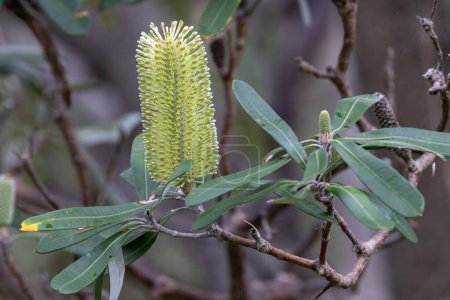 Photo for Close up of Australian Coast Banksia flower - Royalty Free Image