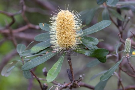 Photo for Close up of Australian Coast Banksia flower - Royalty Free Image