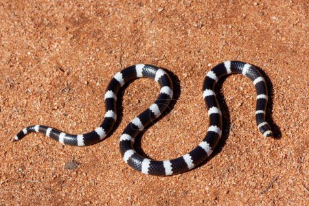 Photo for Australian Bandy Bandy snake on red soil - Royalty Free Image