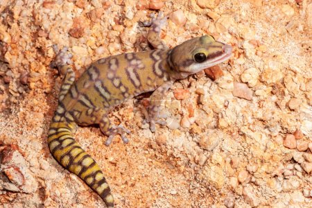Foto de Australian Northern Spotted Velvet Gecko - Imagen libre de derechos