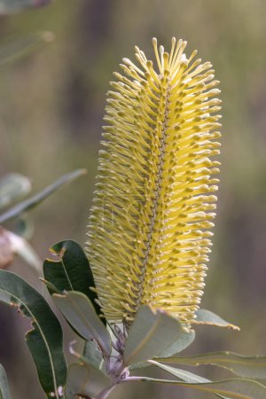 Téléchargez les photos : Gros plan sur Australian Coast Banksia flower - en image libre de droit