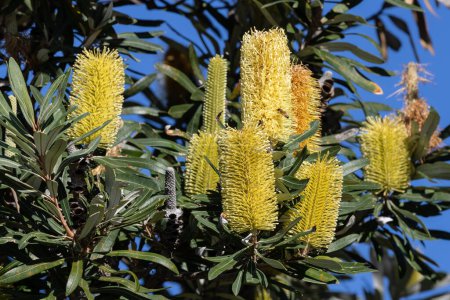 Téléchargez les photos : Côte australienne Banksia arbre avec des fleurs - en image libre de droit