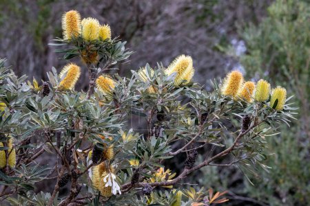 Téléchargez les photos : Côte Banksia Arbre en fleur - en image libre de droit