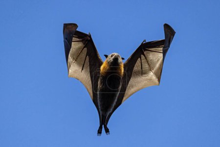 Foto de Australian Grey-headed Flying Fox en vuelo - Imagen libre de derechos