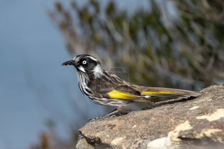 Photo for Australian New Holland Honeyeater collecting insects in beak - Royalty Free Image