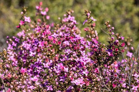 Téléchargez les photos : Plante australienne Boronia en fleur - en image libre de droit