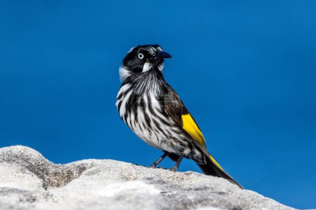 Photo for Australian New Holland Honeyeater perched on sandstone rock - Royalty Free Image