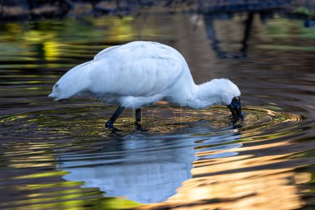 Photo for Australian Royal Spoonbill feeding in water - Royalty Free Image