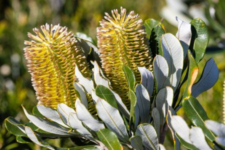 Téléchargez les photos : Côte Banksia Arbre avec des fleurs - en image libre de droit