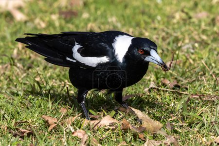 Photo for Australian Magpie catching a worm - Royalty Free Image