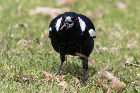 Photo for Australian Magpie catching a worm - Royalty Free Image