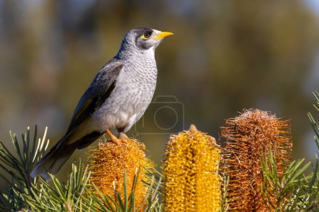Photo for Australian Noisy Miner perched on Hairpin Banksia flowers - Royalty Free Image