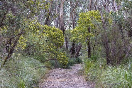 Photo for The Griffiths walking trail at the Barren Grounds Nature Reserve, New South Wales Australia - Royalty Free Image