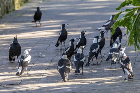 Photo for Australian Magpies gathered around people with food - Royalty Free Image