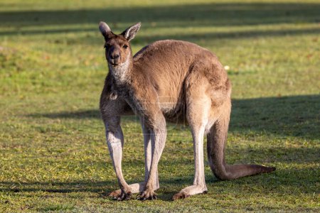 Männchen oder Buck Western Grey Kangaroo