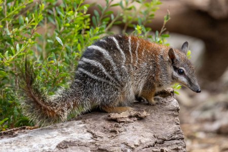 Gefangener australischer Numbat geht auf Baumstamm