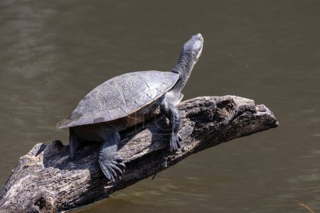 Foto de Australian Murray River Turtle tomando el sol en el registro en el río - Imagen libre de derechos