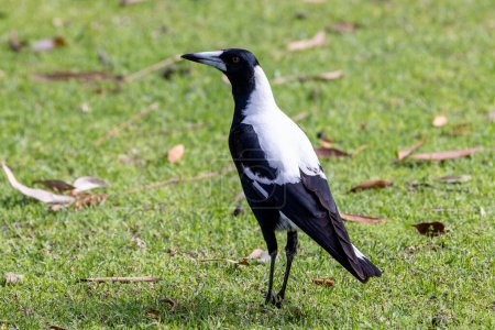 Photo for Australian White-backed Magpie foraging for food - Royalty Free Image