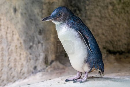 Téléchargez les photos : Petit pingouin australien en captivité - en image libre de droit