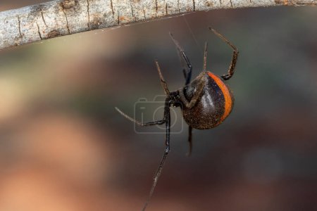 Téléchargez les photos : Australian Red-backed Spider dans la toile - en image libre de droit