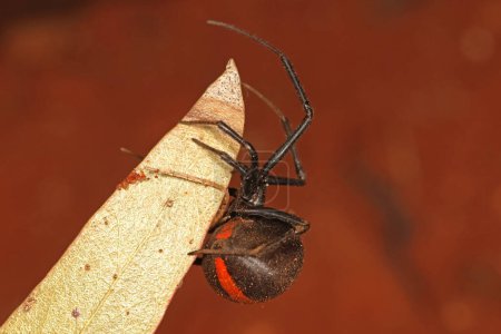 Foto de Australian Red-backed Araña en una hoja - Imagen libre de derechos