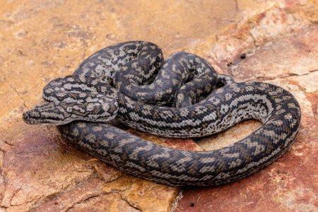 Australian Murray Darling Carpet Python
