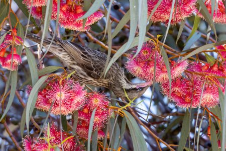 Téléchargez les photos : Mangeur de miel australien à joues épineuses se nourrissant de nectar de gomme de corail - en image libre de droit