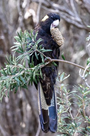 Téléchargez les photos : Cacatoès à queue jaune australien se nourrissant sur la gousse de graines Coast Banksia - en image libre de droit