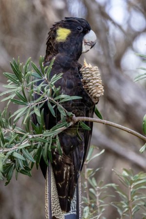 Téléchargez les photos : Cacatoès à queue jaune australien se nourrissant sur la gousse de graines Coast Banksia - en image libre de droit