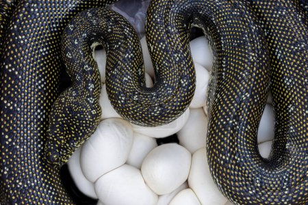 Téléchargez les photos : Australian Diamond Python incubant couvée oeuf - en image libre de droit