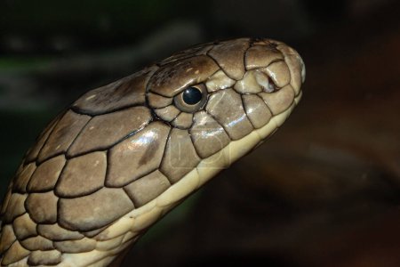 Foto de Primer plano del cautivo rey Cobra - Imagen libre de derechos