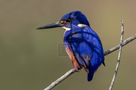 Foto de Australian Azure Kingfisher encaramado en la rama - Imagen libre de derechos