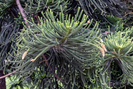 Téléchargez les photos : Nouvelle-Calédonie Pin cultivé dans le Jardin botanique australien - en image libre de droit