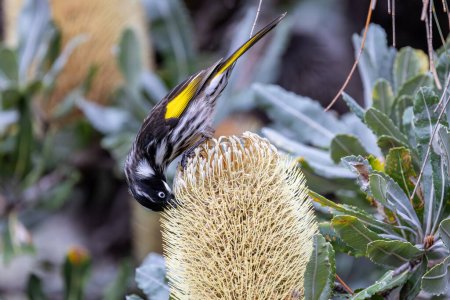 Foto de Mielero australiano de Nueva Holanda alimentándose del néctar Saw Banksia - Imagen libre de derechos