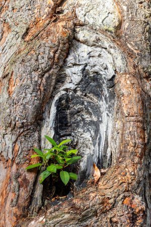 Foto de Higuera australiana Port Jackson echada raíces en un gran árbol de goma - Imagen libre de derechos