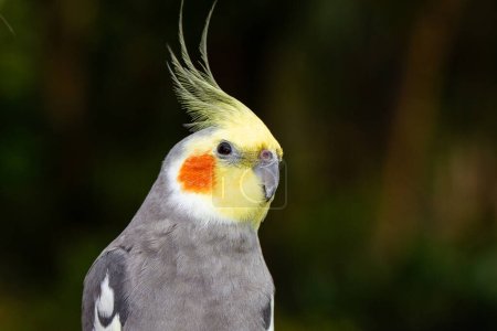 Photo for Close up of Australian Cockatiel - Royalty Free Image